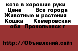 кота в хорошие руки › Цена ­ 0 - Все города Животные и растения » Кошки   . Кемеровская обл.,Прокопьевск г.